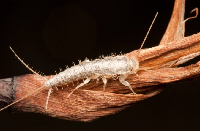 how to get rid of silverfish
