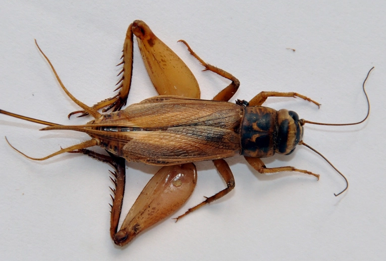 how to get rid of crickets