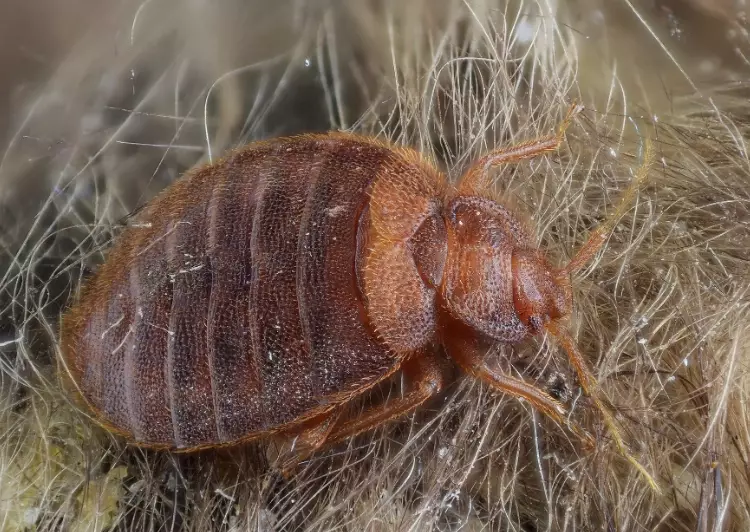 how to get rid of bedbugs fast