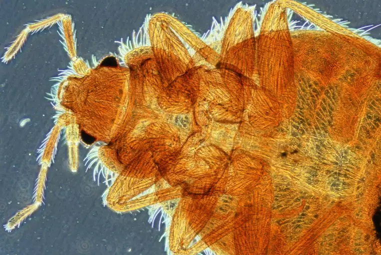 Bedbugs: The Complete Guide to Prevention, Detection, and Elimination