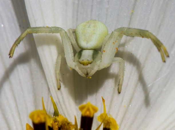 flower crab spider