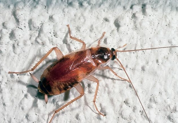 how to get rid of brown banded cockroaches