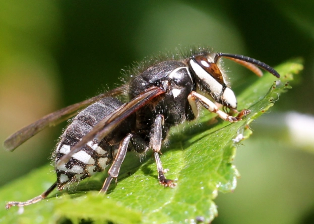 white-faced hornet
