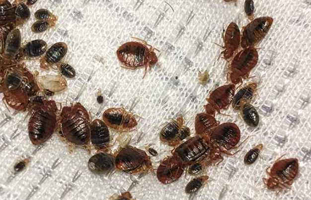 bed bug identification