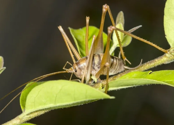 are spider crickets dangerous