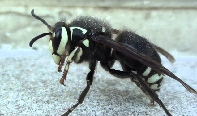 bald-faced hornet sting