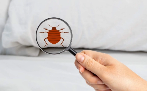 do bed bugs have wings