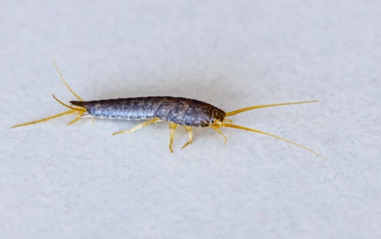 how to get rid of silverfish