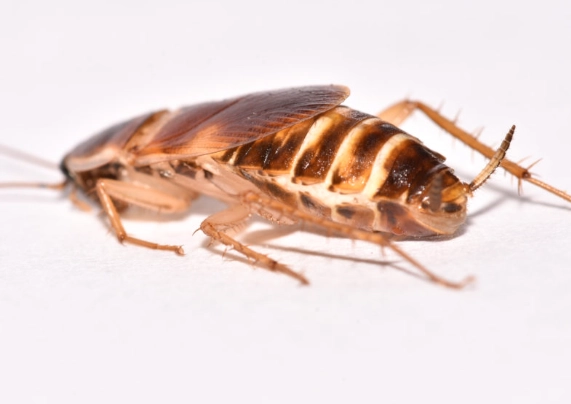 how to get rid of brown banded cockroaches