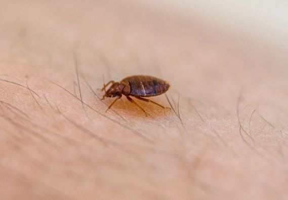 Do Bed Bugs Fly? The Surprising Truth and How to Stop Them