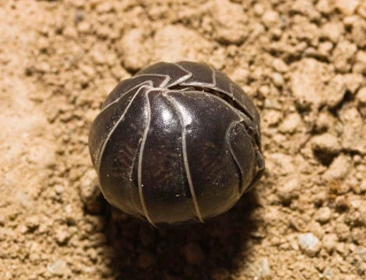 what to feed pill bugs