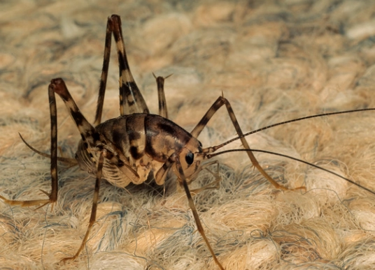 Spider Crickets: Identify, Understand, and Eliminate Them