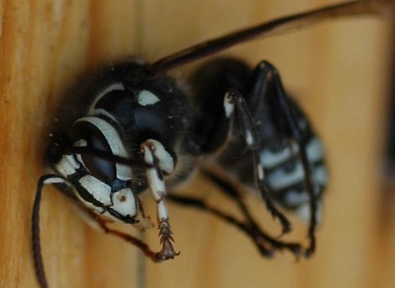 bald-faced hornet sting