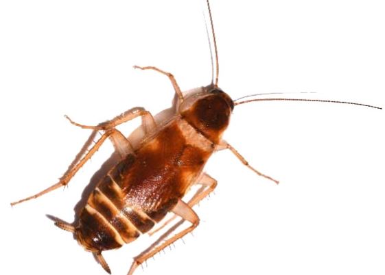 brown banded cockroach