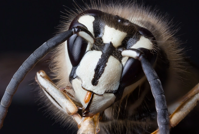 Bald-Faced Hornet Guide: Identify, Remove Nests & Prevent Stings