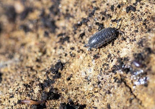what to feed pill bugs