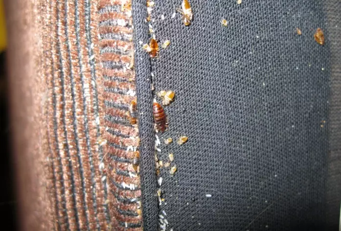 signs of bed bugs