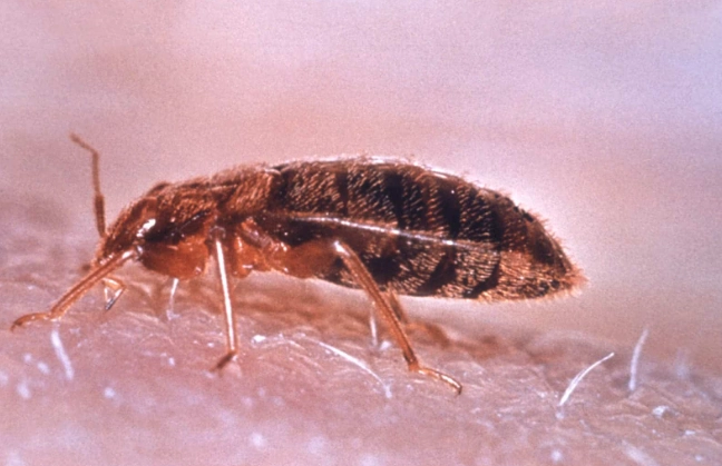 signs of bed bugs