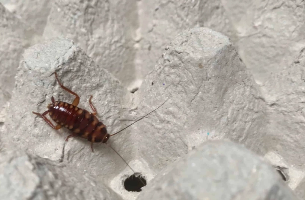 brown banded cockroach identification