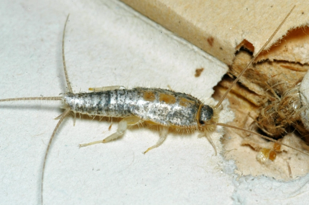 Silverfish in House: Complete Guide to Identification, Prevention & Control