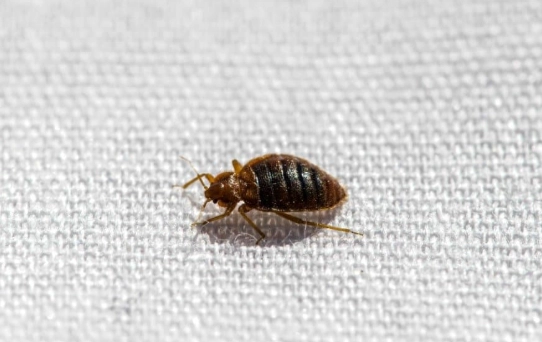 how do bed bugs move