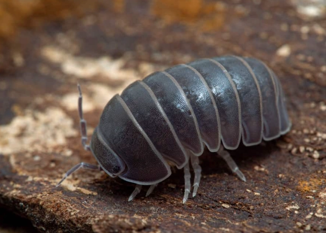 What Do Rolly Pollies Eat? A Complete Guide to Their Diet
