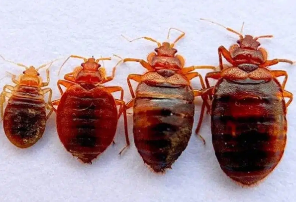 bed bug identification