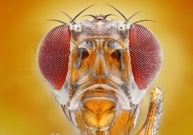 fruit fly trap vinegar