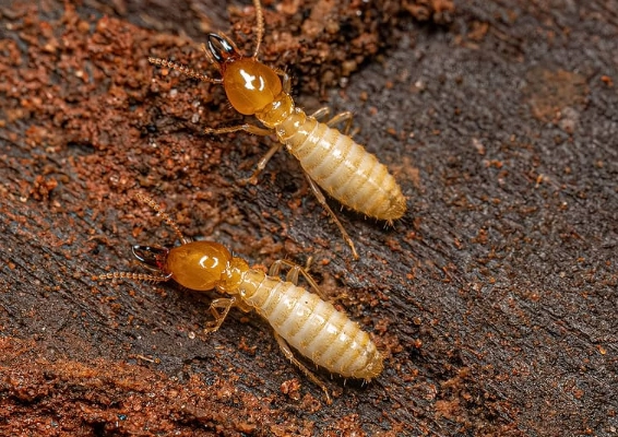 identify subterranean termites