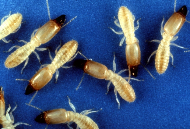 identify subterranean termites