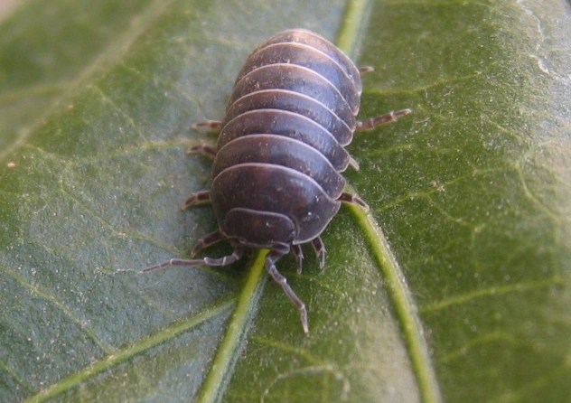 are pill bugs harmful