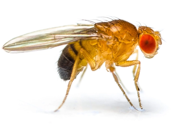 identify fruit flies