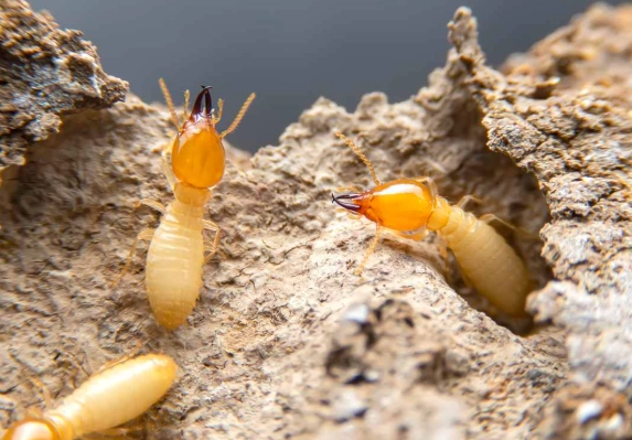 Subterranean Termite Guide: Identification, Prevention, and Elimination