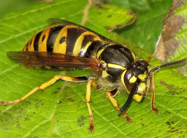 how to get rid of yellowjackets