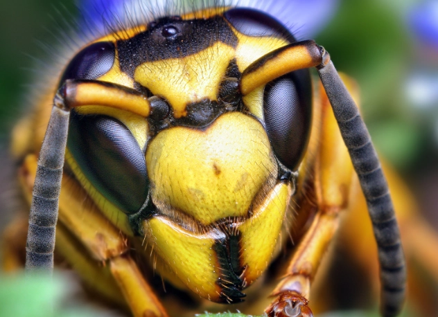 yellowjacket nest removal