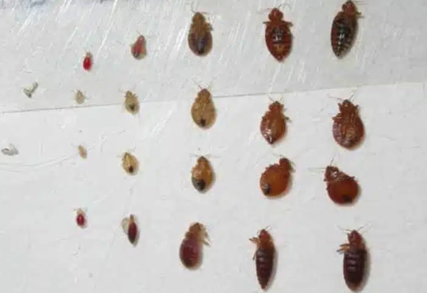 bed bug life cycle