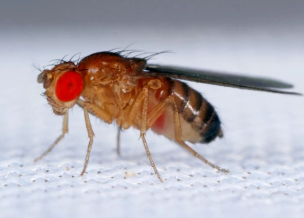 fruit fly trap vinegar