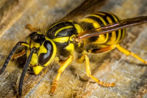 Yellowjackets Insect Guide: Identification, Prevention & Safe Removal