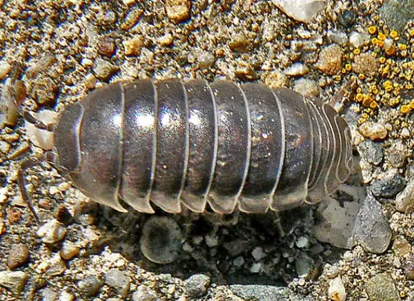 how to get rid of pill bugs