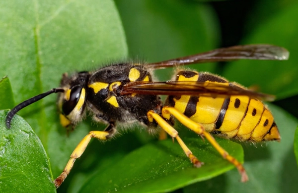 yellowjacket nest removal