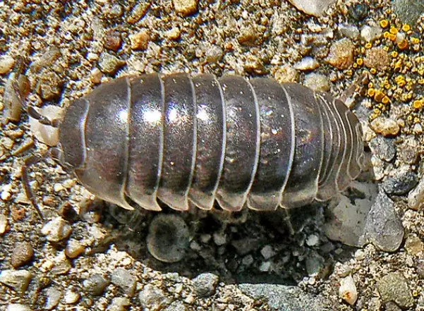 how to get rid of pill bugs