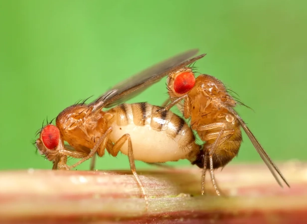 how to get rid of fruit flies