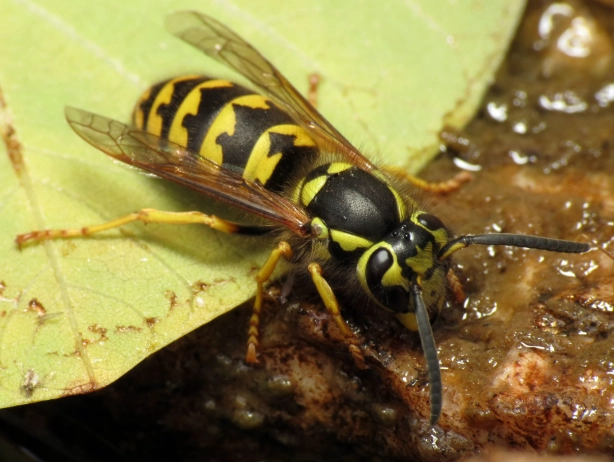 how to get rid of yellowjackets