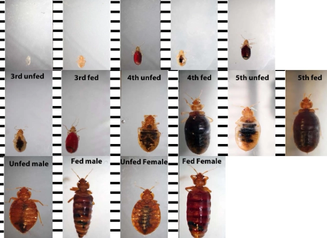 identify bed bug stages