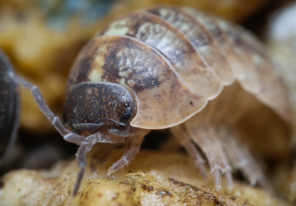 pill bugs