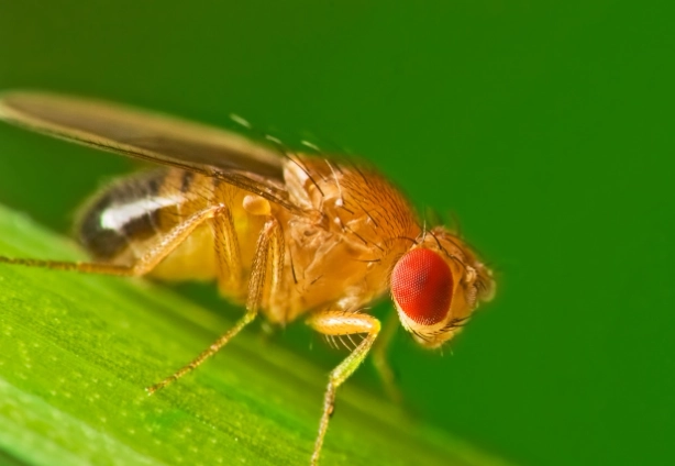 How to Get Rid of Fruit Flies: A Complete Guide to Identification and Control