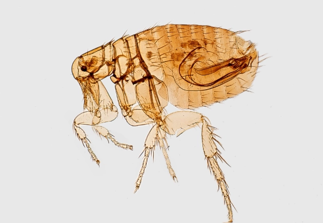 identify fleas by size