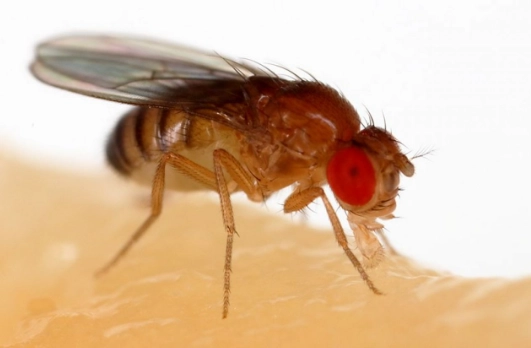 identify fruit flies