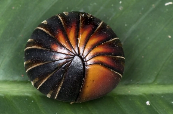 how to get rid of pill bugs