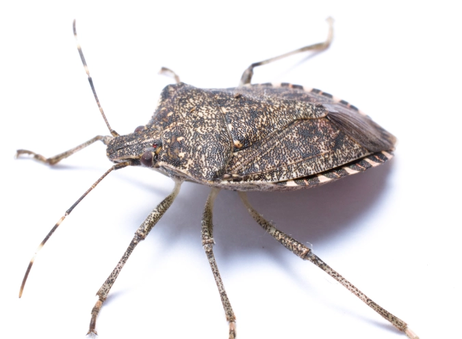 how to get rid of stink bugs